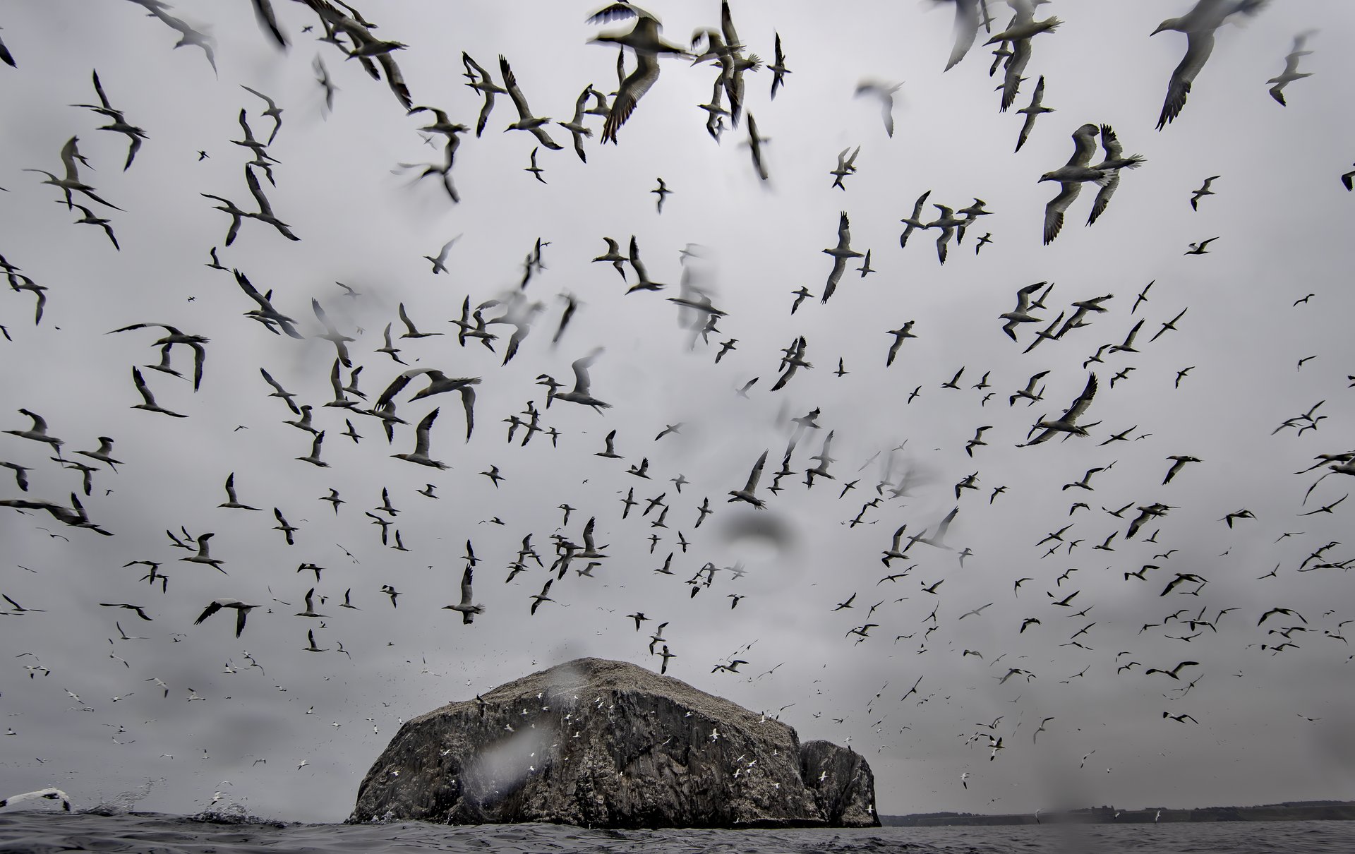 Northern gannets in the water at Bass Rock